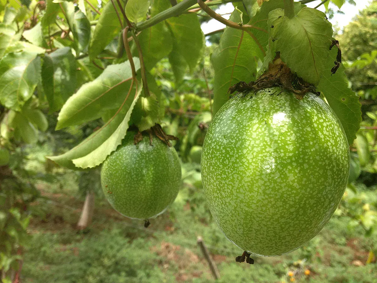 Giant passion fruit growing on the vine